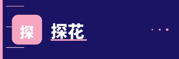 探花